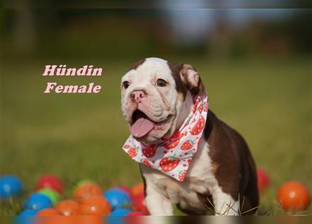 Englische Bulldogge Welpen