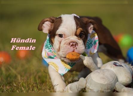 Englische Bulldogge Welpen