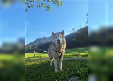 Alaskan Malamute oder Husky(?) sucht liebevolles und aktives Zuhause