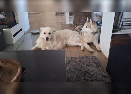 Alaskan Malamute oder Husky(?) sucht liebevolles und aktives Zuhause