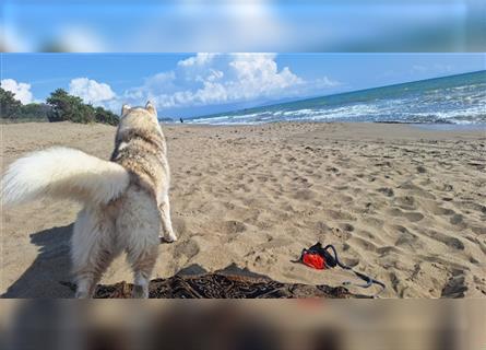 Alaskan Malamute oder Husky(?) sucht liebevolles und aktives Zuhause