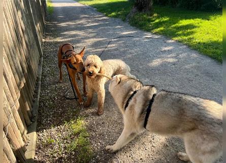 Alaskan Malamute oder Husky(?) sucht liebevolles und aktives Zuhause