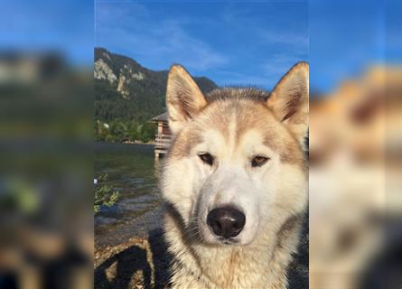 Alaskan Malamute oder Husky(?) sucht liebevolles und aktives Zuhause