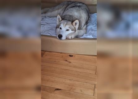 Alaskan Malamute oder Husky(?) sucht liebevolles und aktives Zuhause