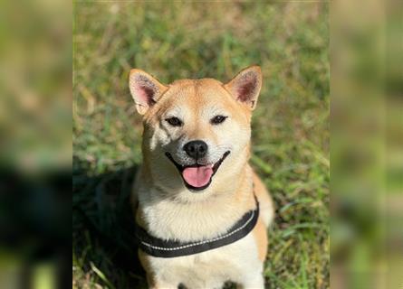 Kokette 3/4 Shiba Inu 1/4 Beagle Hündin Aiko (1,8 Jahre alt)