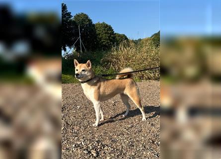 Kokette 3/4 Shiba Inu 1/4 Beagle Hündin Aiko (1,8 Jahre alt)