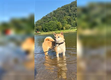 Kokette 3/4 Shiba Inu 1/4 Beagle Hündin Aiko (1,8 Jahre alt)