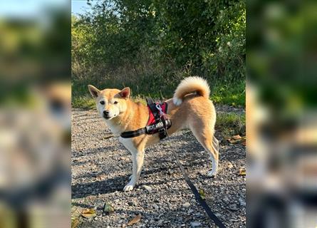 Kokette 3/4 Shiba Inu 1/4 Beagle Hündin Aiko (1,8 Jahre alt)