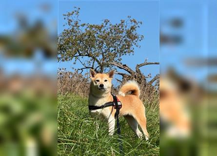 Kokette 3/4 Shiba Inu 1/4 Beagle Hündin Aiko (1,8 Jahre alt)