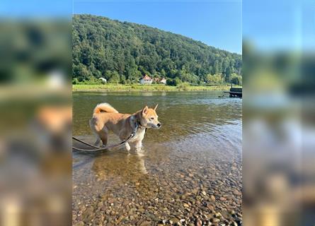 Kokette 3/4 Shiba Inu 1/4 Beagle Hündin Aiko (1,8 Jahre alt)