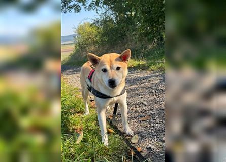 Kokette 3/4 Shiba Inu 1/4 Beagle Hündin Aiko (1,8 Jahre alt)