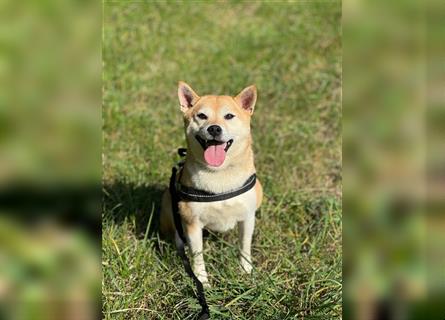 Kokette 3/4 Shiba Inu 1/4 Beagle Hündin Aiko (1,8 Jahre alt)