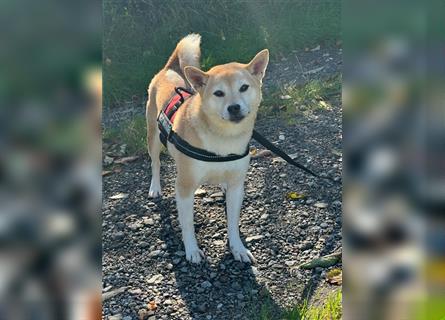 Kokette 3/4 Shiba Inu 1/4 Beagle Hündin Aiko (1,8 Jahre alt)