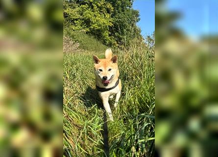 Kokette 3/4 Shiba Inu 1/4 Beagle Hündin Aiko (1,8 Jahre alt)