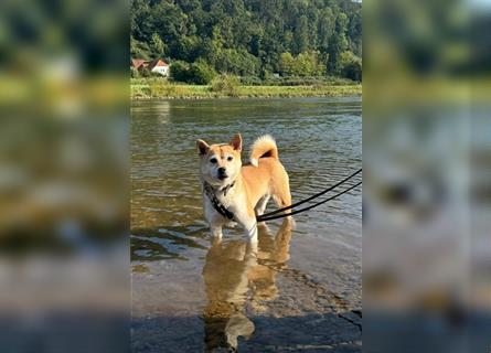 Kokette 3/4 Shiba Inu 1/4 Beagle Hündin Aiko (1,8 Jahre alt)