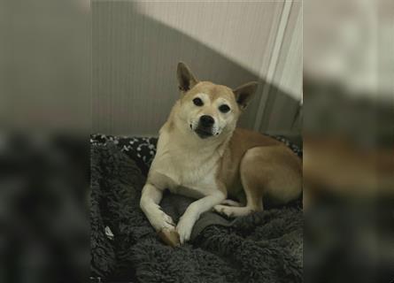 Kokette 3/4 Shiba Inu 1/4 Beagle Hündin Aiko (1,8 Jahre alt)