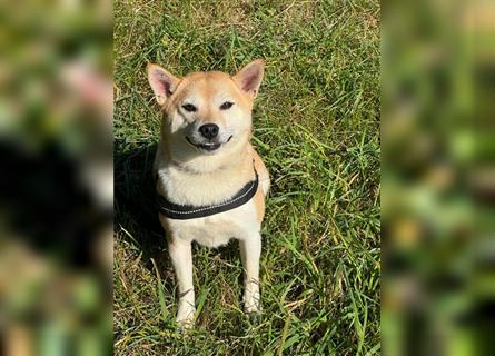 Kokette 3/4 Shiba Inu 1/4 Beagle Hündin Aiko (1,8 Jahre alt)