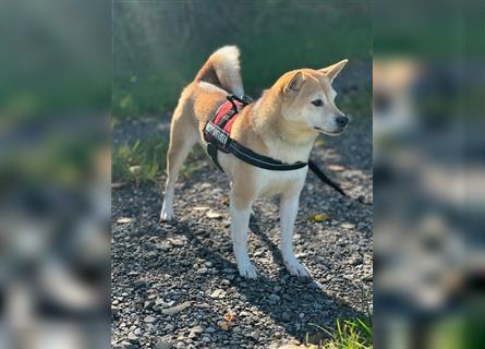 Kokette 3/4 Shiba Inu 1/4 Beagle Hündin Aiko (1,8 Jahre alt)