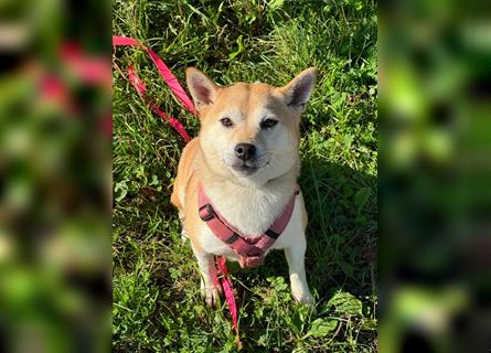 Kokette 3/4 Shiba Inu 1/4 Beagle Hündin Aiko (1,8 Jahre alt)