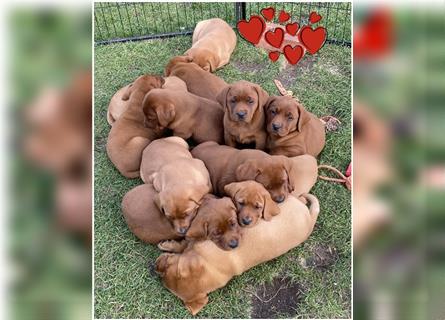 Labrador Welpen in der Farbe Dark Foxred und Foxred