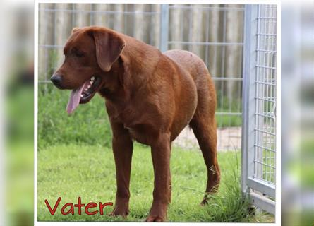 Labrador Welpen in der Farbe Dark Foxred und Foxred