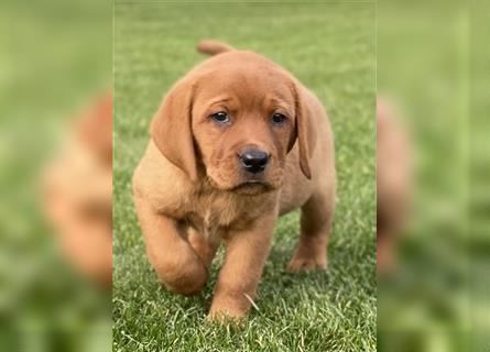 Labrador Welpen in der Farbe Dark Foxred und Foxred