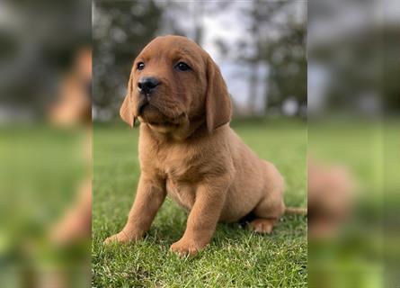 Labrador Welpen in der Farbe Dark Foxred und Foxred