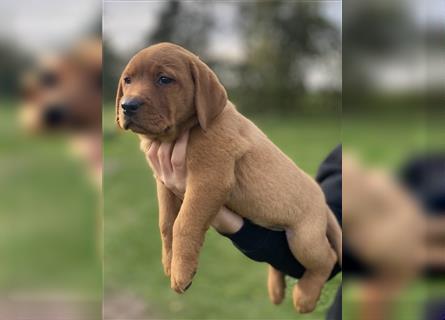 Labrador Welpen in der Farbe Dark Foxred und Foxred