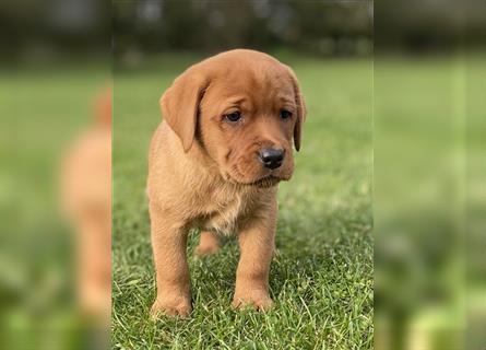 Labrador Welpen in der Farbe Dark Foxred und Foxred