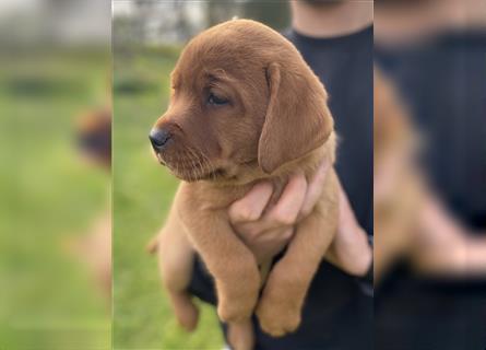 Labrador Welpen in der Farbe Dark Foxred und Foxred