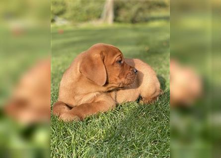 Labrador Welpen in der Farbe Dark Foxred und Foxred