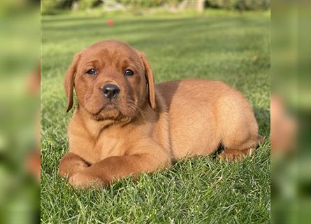 Labrador Welpen in der Farbe Dark Foxred und Foxred