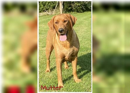 Labrador Welpen in der Farbe Dark Foxred und Foxred