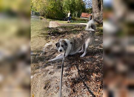 Liebenswerte Wilma sucht neues Zuhause