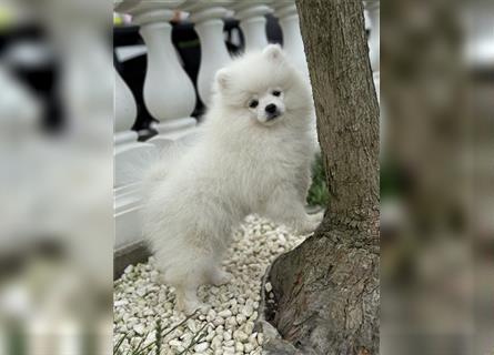 Pomeranian Rüde Mailo