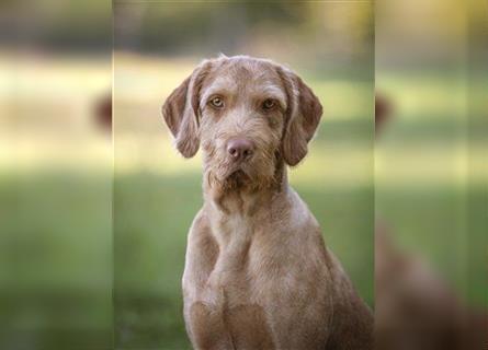 Magyar Vizsla Drathaar -Welpen