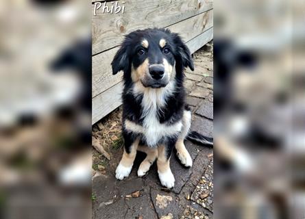 Golden-Collie-Aussie Welpen-Abgabebereit