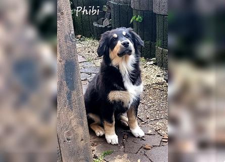 Golden-Collie-Aussie Welpen-Abgabebereit