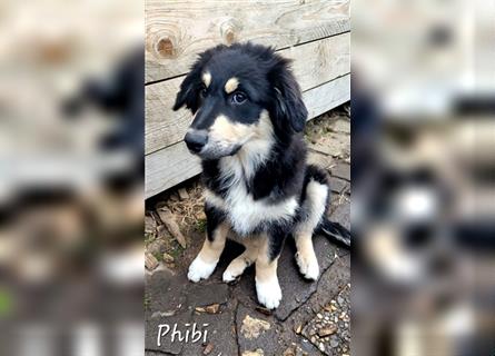 Golden-Collie-Aussie Welpen-Abgabebereit