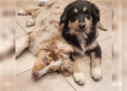 Golden-Collie-Aussie Welpen-Abgabebereit