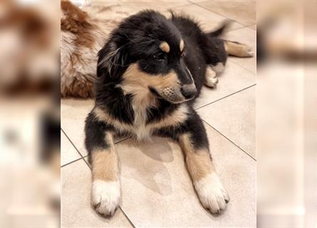 Golden-Collie-Aussie Welpen-Abgabebereit