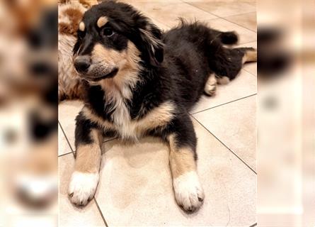 Golden-Collie-Aussie Welpen-Abgabebereit