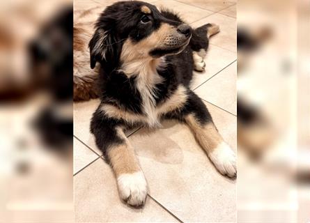 Golden-Collie-Aussie Welpen-Abgabebereit