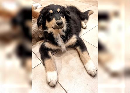 Golden-Collie-Aussie Welpen-Abgabebereit