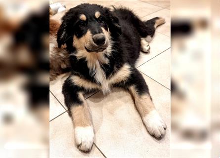 Golden-Collie-Aussie Welpen-Abgabebereit