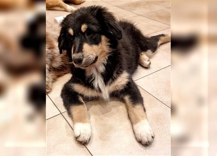 Golden-Collie-Aussie Welpen-Abgabebereit