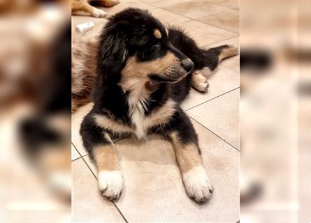 Golden-Collie-Aussie Welpen-Abgabebereit