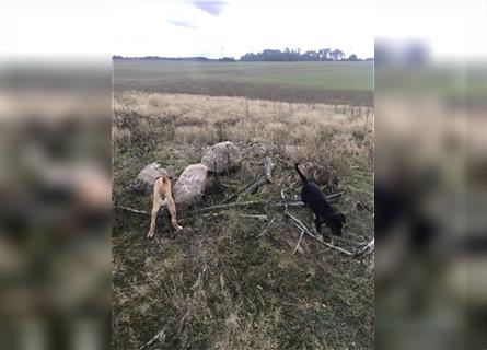 Cane Corso Mischlingswelpen suchen ein zu Hause