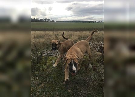 Cane Corso Mischlingswelpen suchen ein zu Hause