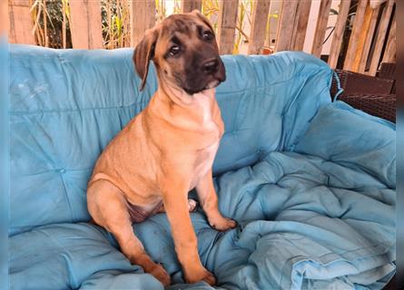 Cane Corso Mischlingswelpen suchen ein zu Hause